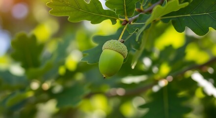Closeup of a vibrant green acorn hanging from oak tree branches in sunlight.