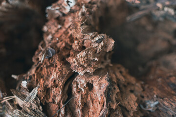 A beautiful textural fracture site of an old forest stump. The ragged woody body of a log that fell in the forest. Up closePhoto of the inner world of a wooden stump. High quality photo
