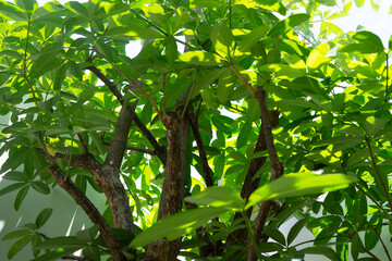 lush plant forest nature background 