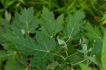 Vibrant green boxelder maple leaves with toothed edges and palmate veins on thin branches. 
