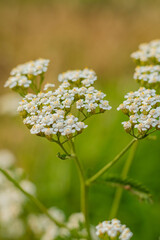 Delicate clusters of tiny white yarrow flowers with yellow centers on branched green stems, soft focus green background. 
