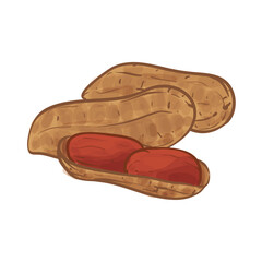 Peanut Hand Drawing Vector Illustration