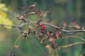 Forest autumn photos of leaves, branches and berries. withered yellow foliage on the branches and September residues berries of rowan on the branches. High quality photo