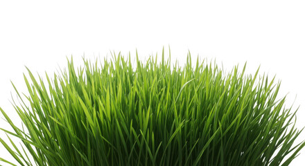 Fototapeta premium Fresh green grass isolated on transparent background