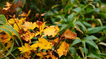 八甲田山を散策