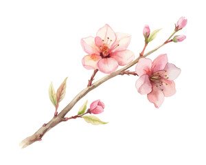Naklejka premium Pink Cherry Blossom Watercolor Branch isolated on white background