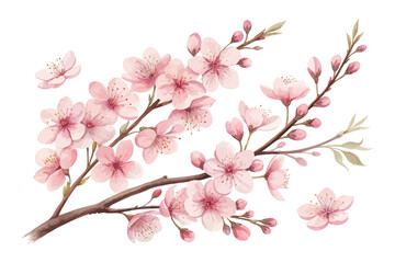 Fototapeta premium Pink Cherry Blossom Watercolor Branch vector illustration