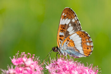 The bright daytime butterfly Camilla sits on a pink spirea bush.
