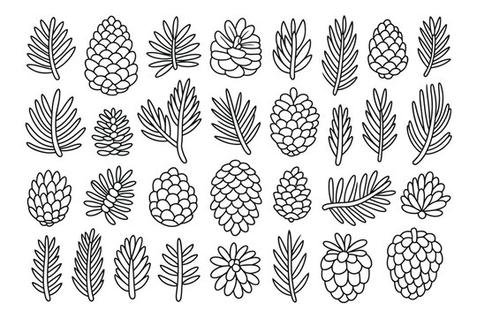 Black and white line art illustration of pine cones and pine needles vector graphics vector