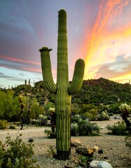 Saguaro cactus at sunset