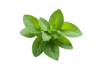 a green plant featuring leaves, mint leaves set against a transparent background, fresh mint leaves