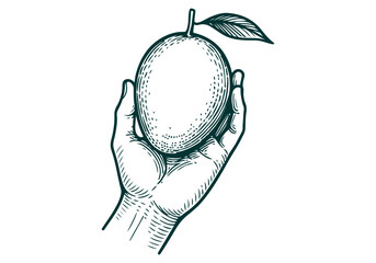 Mango hand drawn simple engraved vector illustration