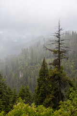 Foggy forested mountain slope in Josephine County, Oregon
