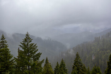 Misty Mountain Forest in Josephine County, Oregon