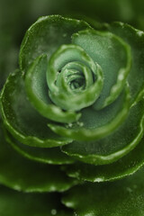 Macro closeup of green succulent plant with delicate rosette-shaped leaves, fine details and soft natural light. Geometric beauty of nature. Background for eco-friendly concepts, botanical design.