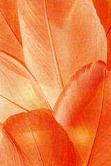 Aesthetic nature closeup macro pattern from red orange bird feathers, natural texture as natural background, wallpaper, backdrop, design concepts. Warm Monochrome gradient autumn colors, seasonal mood