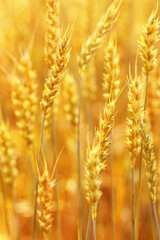 Golden Wheat field background, ripening ears of wheat on field at natural light. Yellow ripe grains bread crop, good harvest in agricultural field, autumn season. Crops field grain culture at sunlight