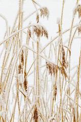 Snow-Covered plants in Winter Landscape, Close-up pampas grass as natural aesthetic pattern, minimalism in beauty of nature, vertical poster, frosty reeds in serene wintertime scenery, neutral tones