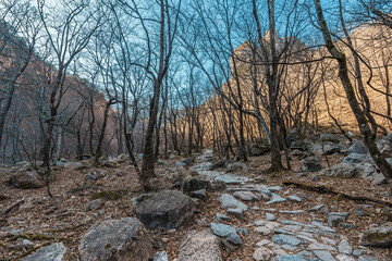 Forest Trail Through Bare Trees at Seoraksan National Park, South Korea