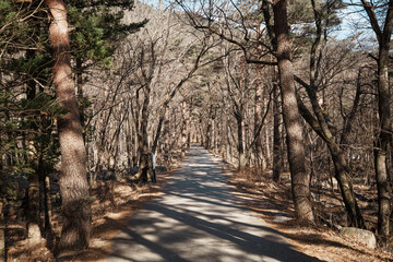 Forest Trail Through Bare Trees at Seoraksan National Park, South Korea