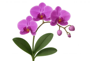 Naklejka premium Blooming phalaenopsis orchid plant with vibrant purple-pink flowers and green leaves on transparent background