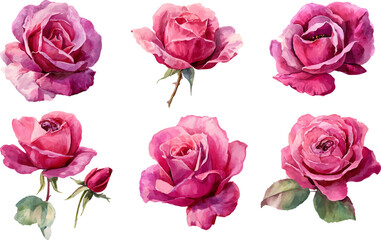 pink roses isolated on white