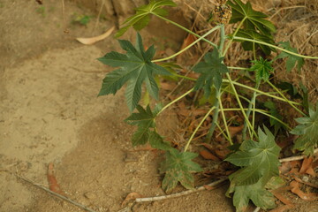Green plant with 8 leaves growing in the wild on a trail, Zanzibar castor bean plant