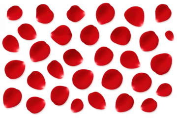 Red rose petals falling isolated transparent background