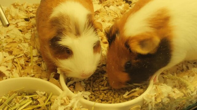 Super cute chubby common house pet guinea pigs eating food close up