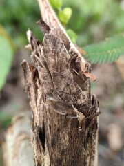 A detailed macro photograph of a weathered and splintered brown wooden stump showing its rough texture outdoors.