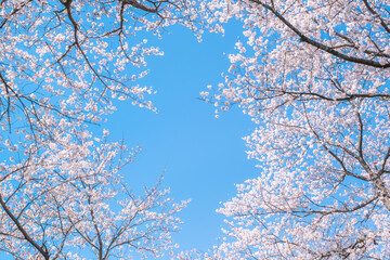 桜と青空