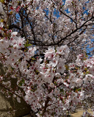 Soft cherry blossoms bloom gently under sunlight.
