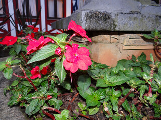 Vibrant red flowers bloom beside stone planter