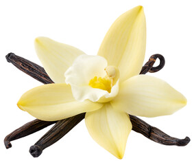 vanilla beans and flower isolated on white background