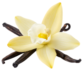 vanilla beans and flower isolated on white background