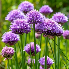 Blooming purple chives in garden