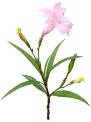 Ruellia, Acanthaceae, beautiful pink flowers With leaves are isolated on transparent background © gopicgood