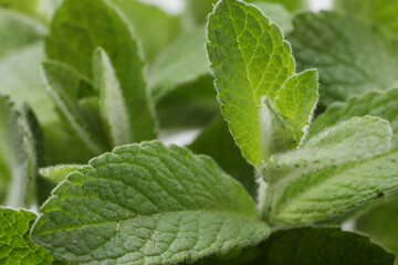 closeup of green mint leaves on white background