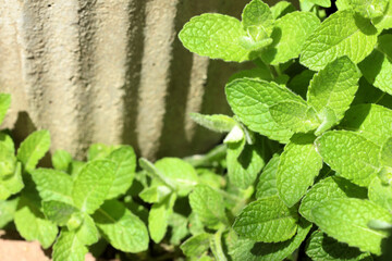 closeup of green mint leaves on white background © Claudio