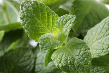 close up of fresh mint leaves on a gray background