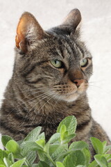 portrait of a cat, cat with a green leaf on a white background