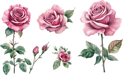 Naklejka premium pink roses on white background