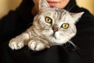 Cat, Person, Holding - Closeup of a grey cat being held in the arms of a person.