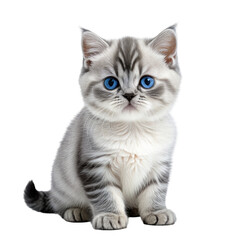 Obraz premium Striped tabby kitten with brilliant blue eyes sits and looks forward