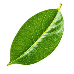 Glossy, green leaf showing detailed veins on a clean, black backdrop
