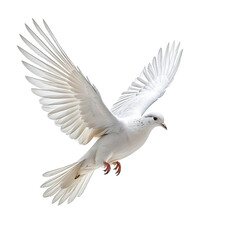 Naklejka premium A white dove soars, wings spread, against a stark black background