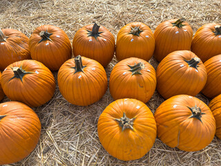 Large piles scattering of small pumpkins and gourds at a pumpkin patch in October for a Fall Festival