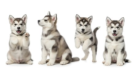 Adorable Husky Puppies - A Playful Pack of Furry Friends.