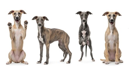 Four Whippet Dogs Posing on White Background.