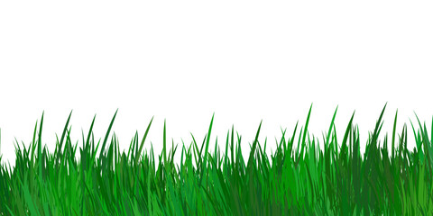 Fototapeta premium Green grass blades isolated on transparent background